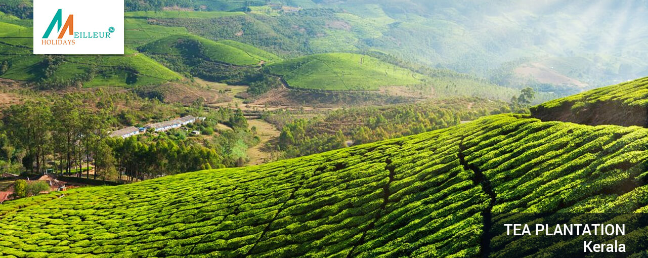 02_tea-plantation_Kerala-Tour-Packages-6N--7D