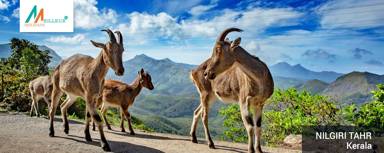 03_nilgiri-tahr_Kerala-Tour-Packages-7N--8D