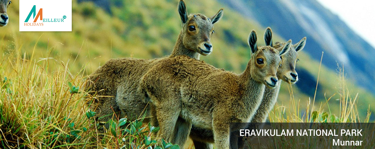 02_eravikulam-national-park_Kerala-Tour-Package-5N--6-D