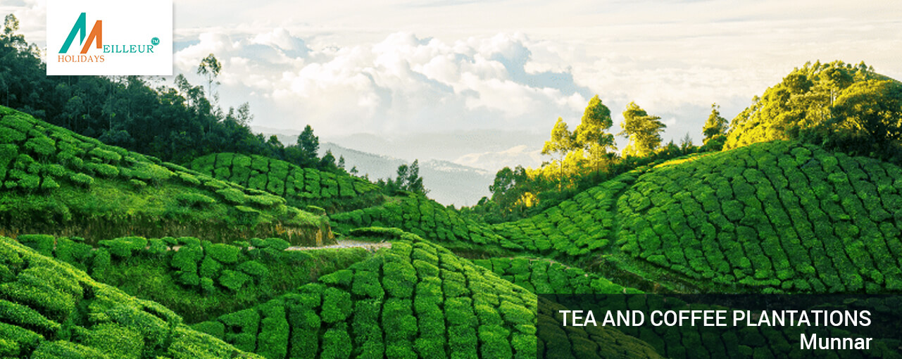 04_tea-and-coffee-plantations_KERALA-TOUR-PACKAGE