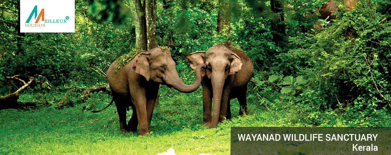 07_wayanad-wildlife-sanctuary_Kerala-Premium-Package