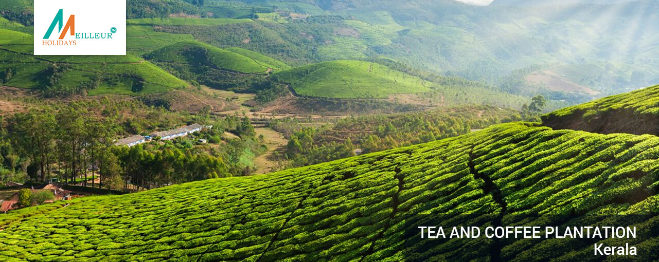 06_tea-and-coffee-plantatio_Kerala-Premium-Package