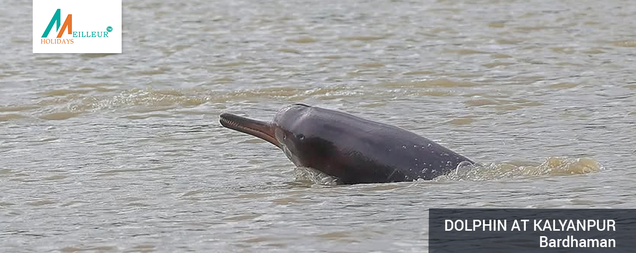 03_dolphin-at-kalyanpur