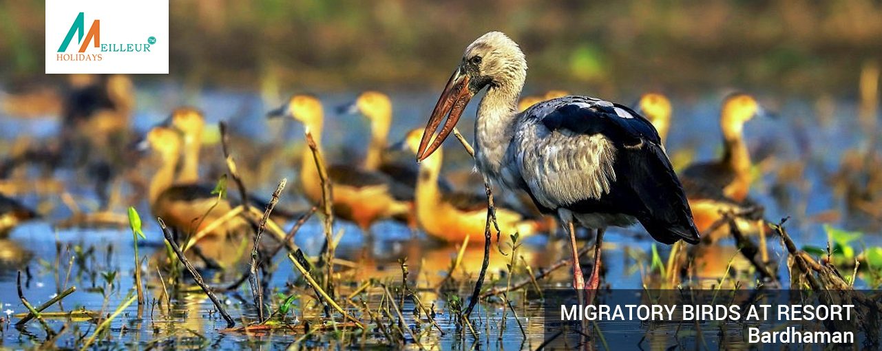 04_migratory-birds-at-resort-bardhaman