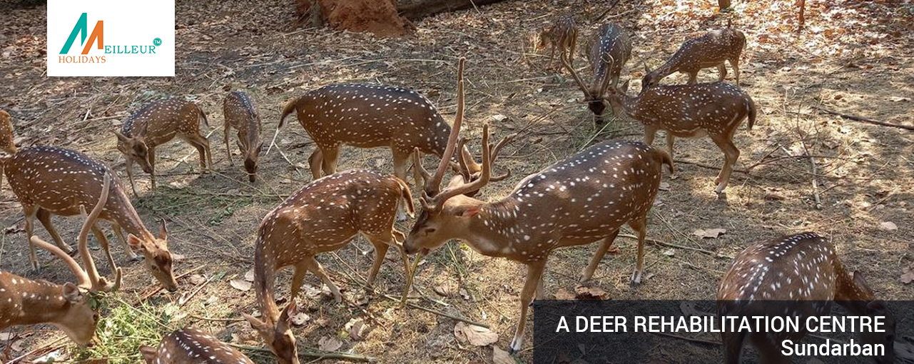 01_A-deer-rehabilitation-centre_Kolkata-Heritage-Tour-with-Sundarban
