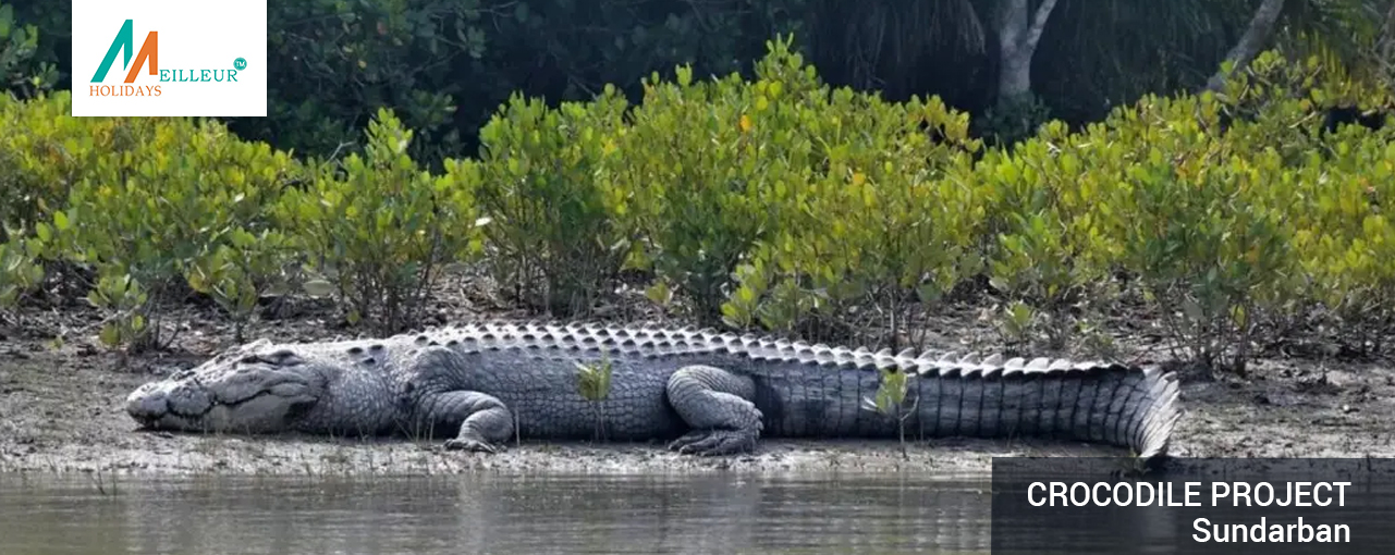 02_Crocodile-Project_Kolkata-Heritage-Tour-with-Sundarban