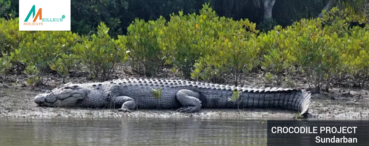 crocodile-project_QUICK-SUNDERBAN